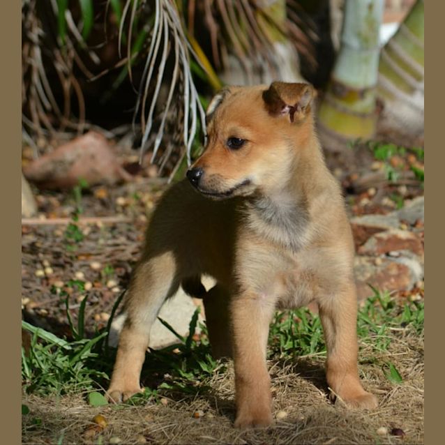 Photo of Alice (Adoption Pending)