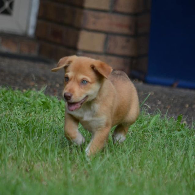 Photo of Arizona (Adoption Pending)