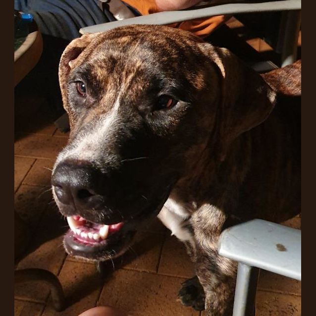 Photo of Dozer