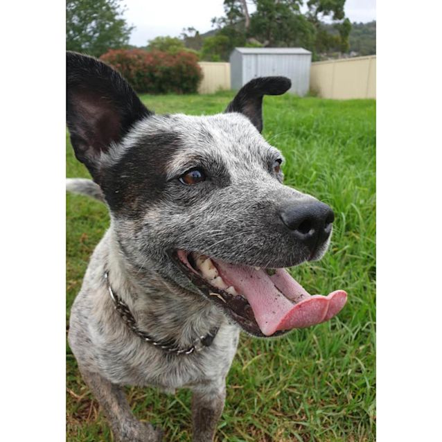 Photo of Ace ~ 18mo Cattle X Staffy (On Trial 09/04/20)