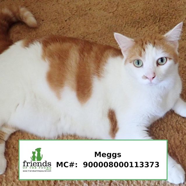 Photo of Meggs