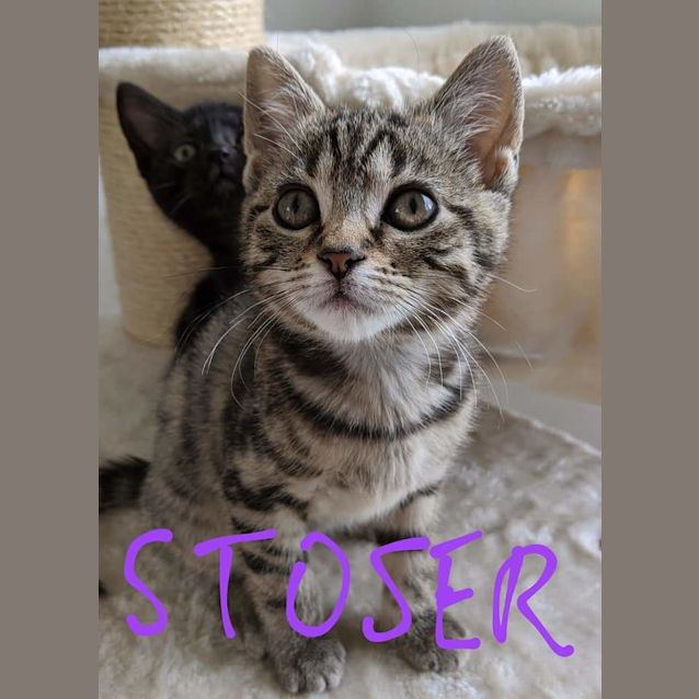 Photo of Stoser 