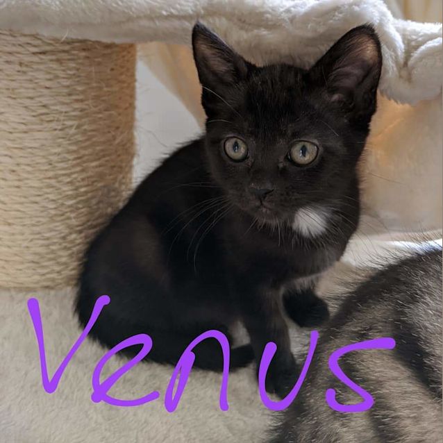 Photo of Venus