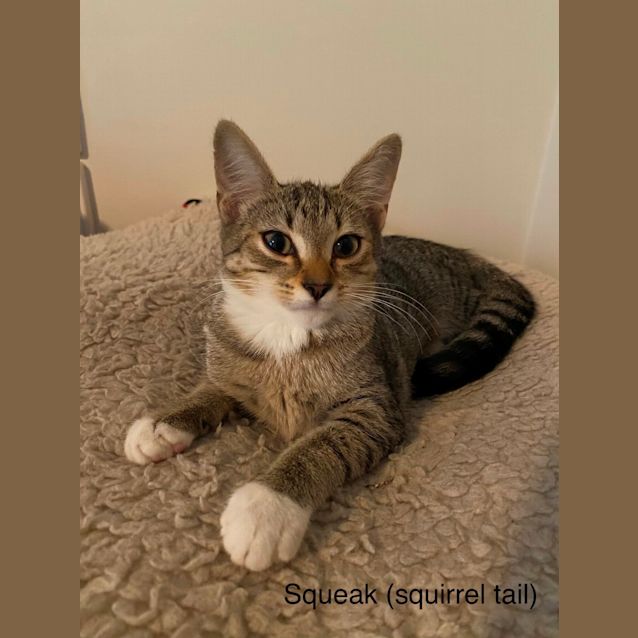 Photo of Squeak