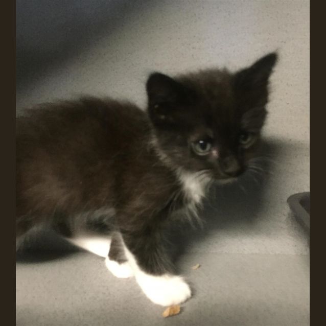 Photo of Bean