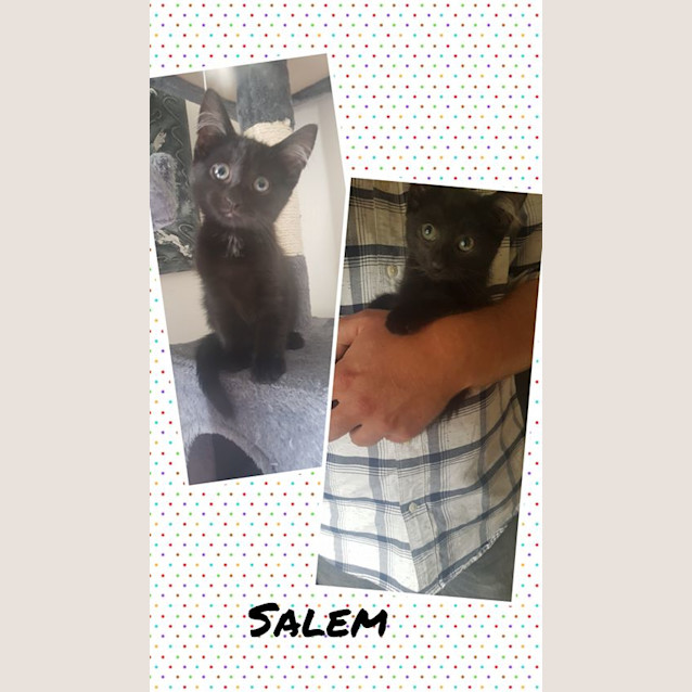 Photo of Salem