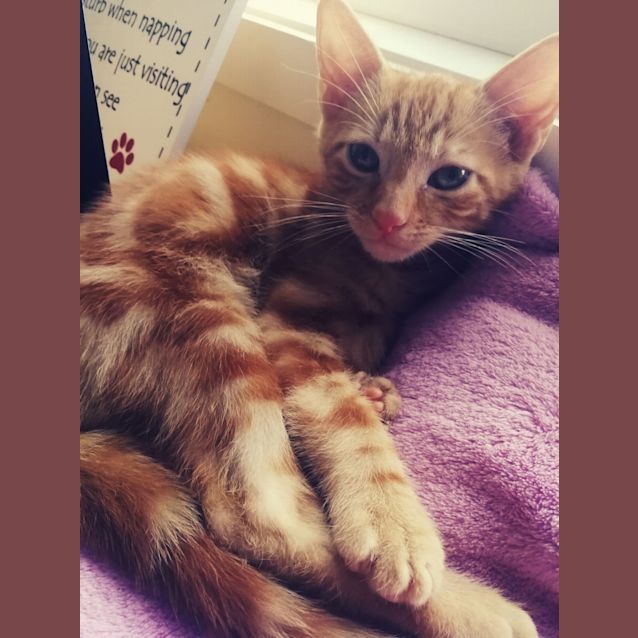 Photo of Bandit 