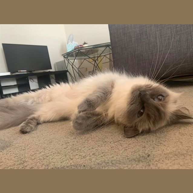 Photo of Willow