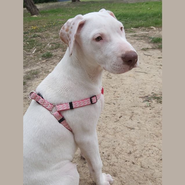 Photo of Punky