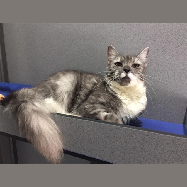 Photo of Nova