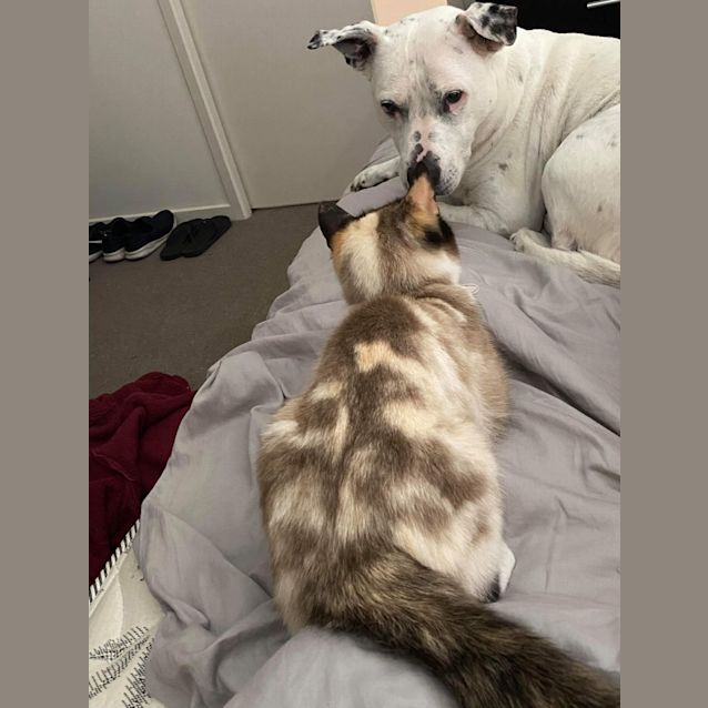 Photo of Custard