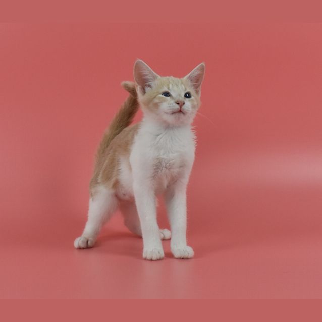 Photo of Skye (Blind) & Isla	(Dual Adoption)