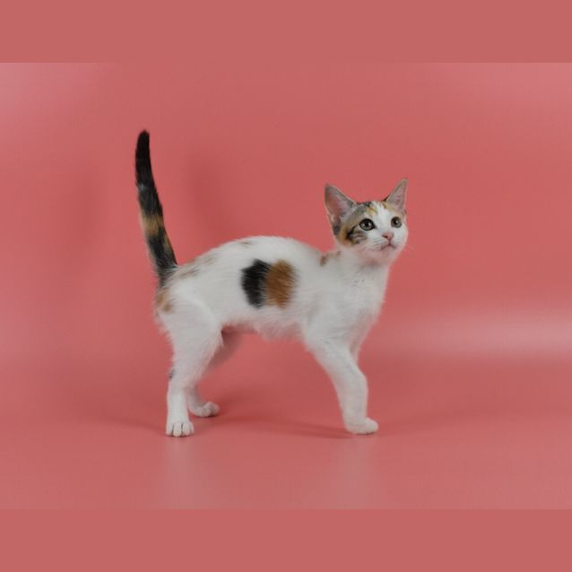 Photo of Mackenzie (Blind) & Iona (Dual Adoption)