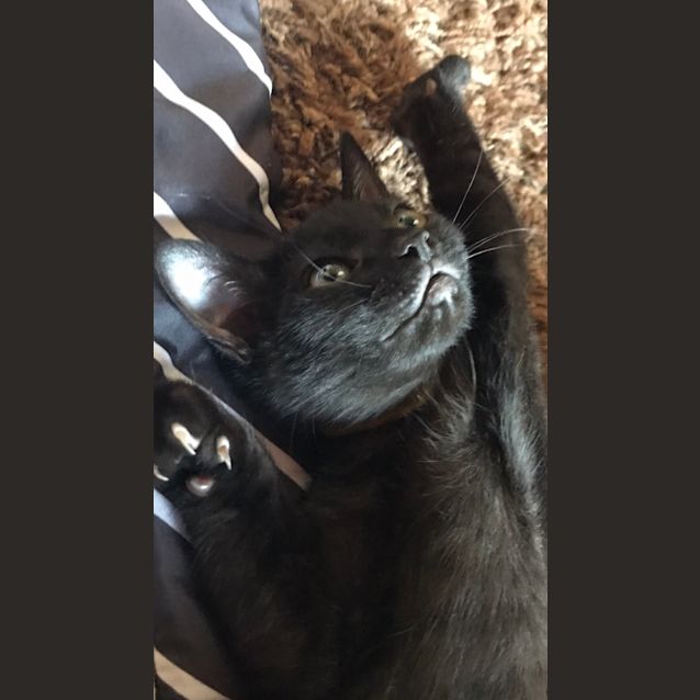 Photo of Orlando (Ollie)🧶