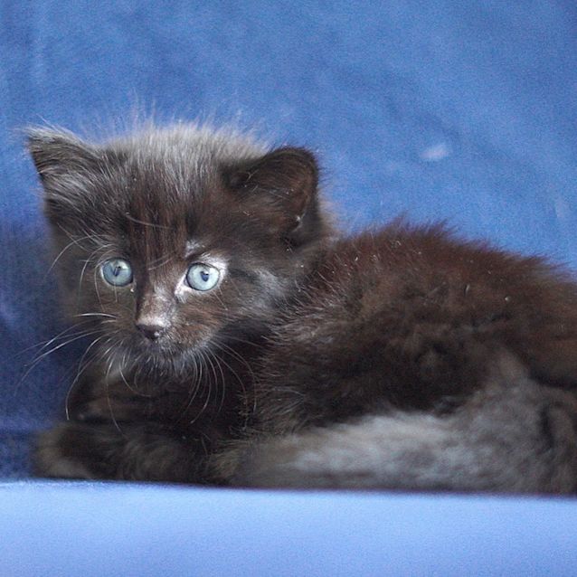 Photo of Jessie ~ 5 Wo Female Kitten (On Trial 28/3/20)