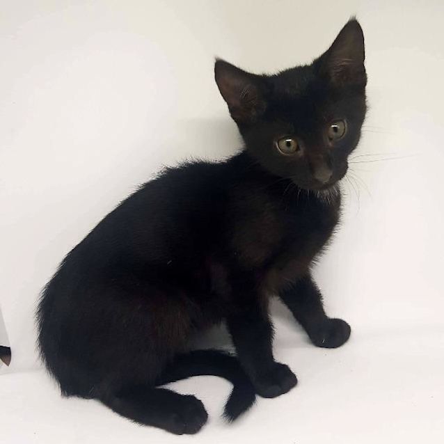 Photo of Oliver