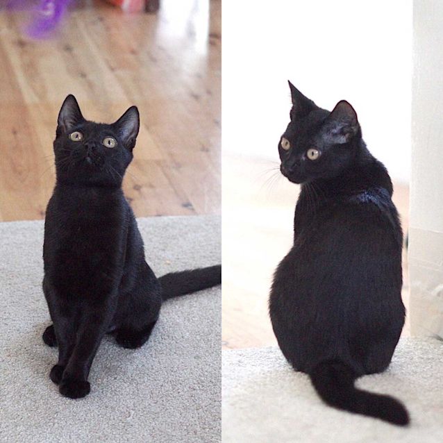 Photo of Harper ~ Gorgeous Black Kitten (On Trial 3/4/20)