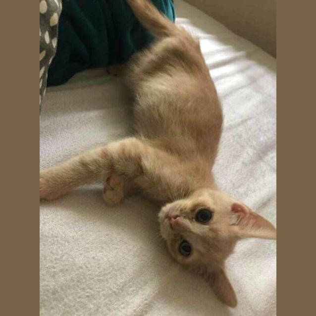 Photo of Sesame