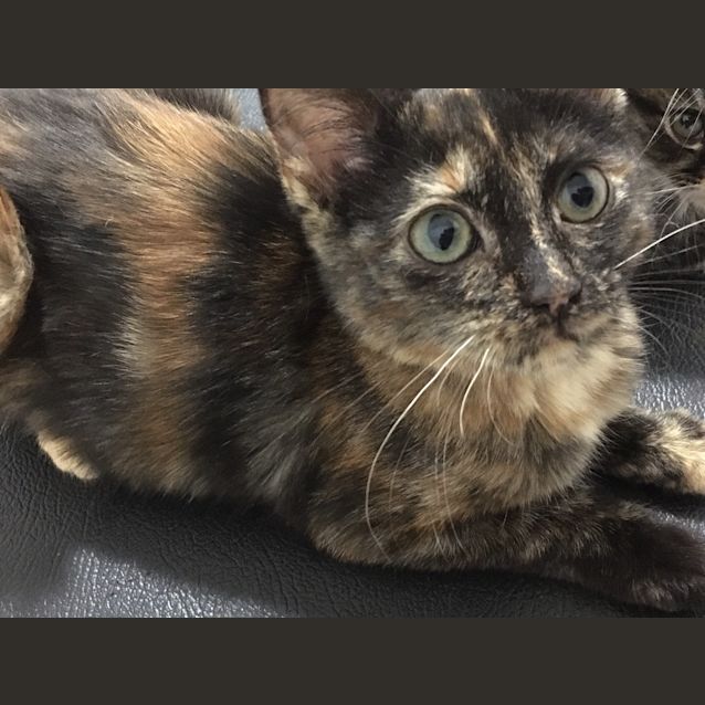 Photo of Ripley