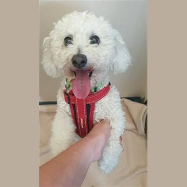 Photo of Darcy