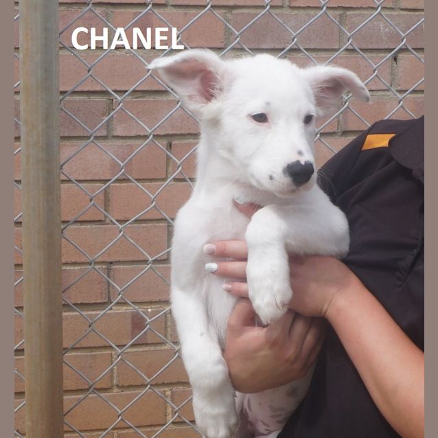 Photo of Chanel