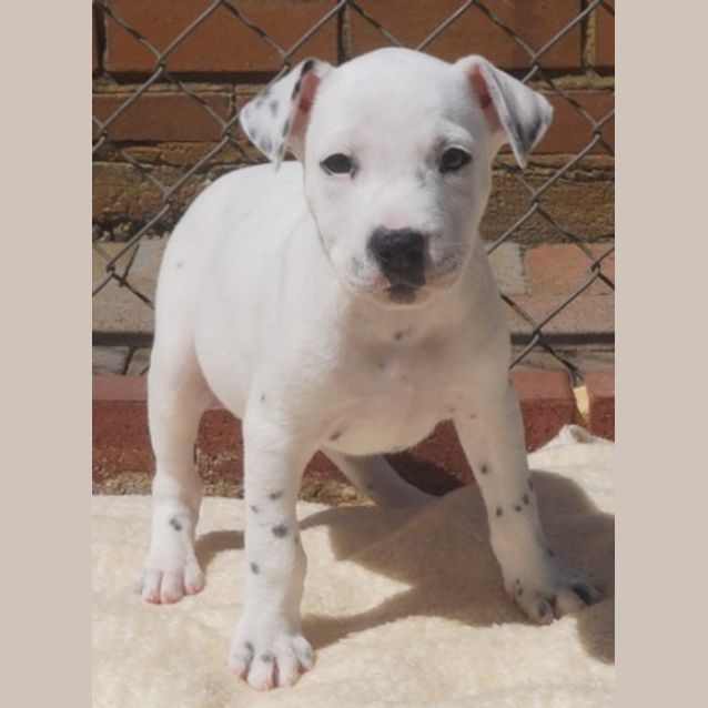 Photo of Aster