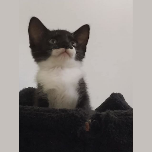 Photo of Mopsy 