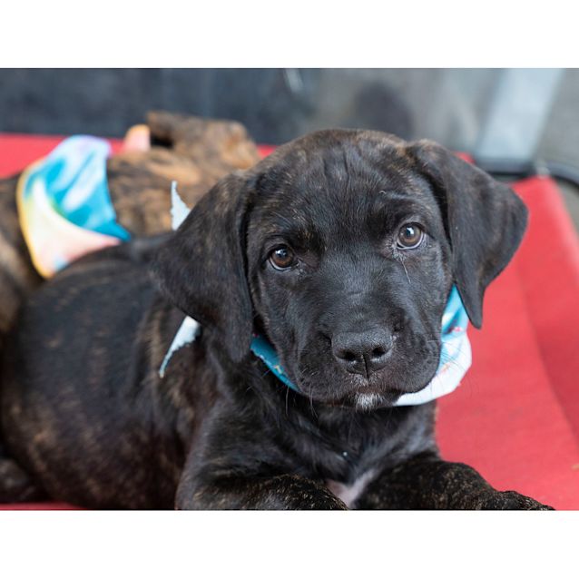 Photo of Poppy ~ Lovely Mastiff X Puppy (On Trial 28/3/20)