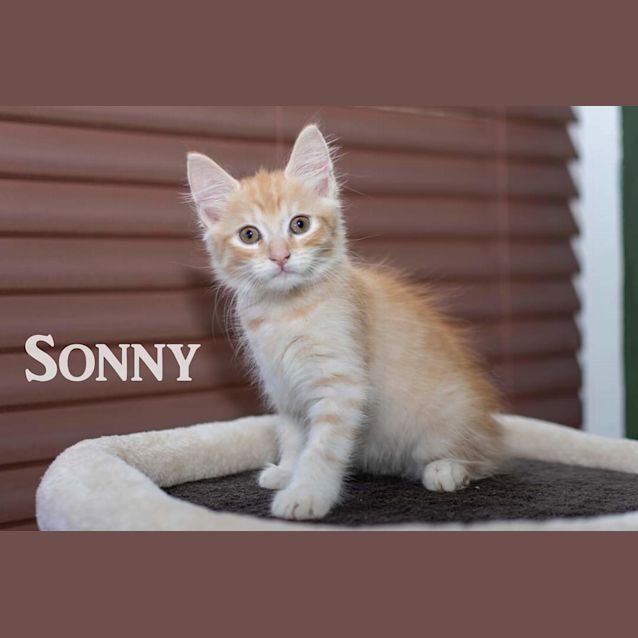 Photo of Sonny