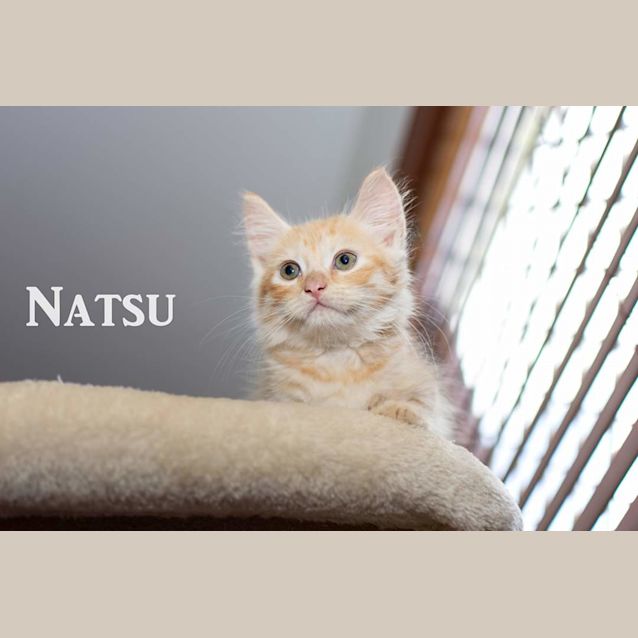 Photo of Natsu