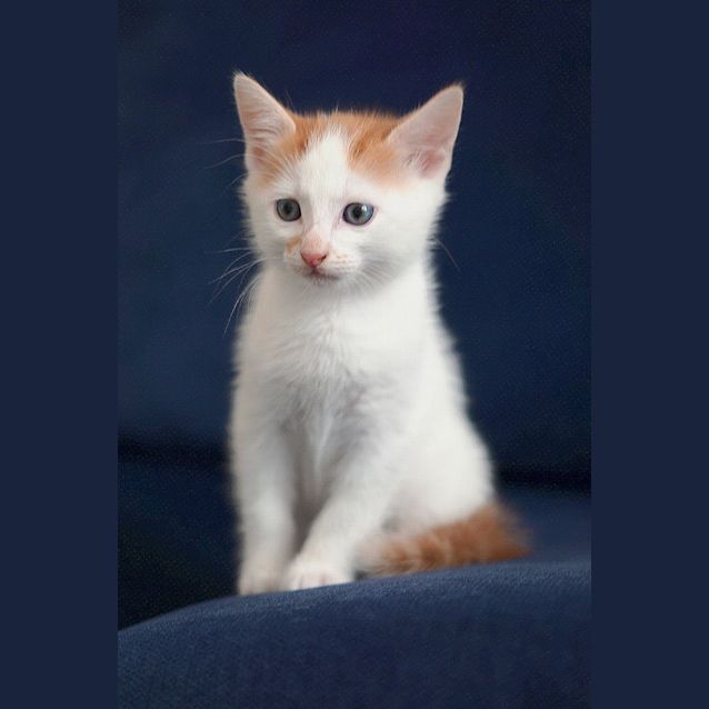 Photo of Gatsby ~ 7 Week Old Male Kitten (On Trial 26/04/20