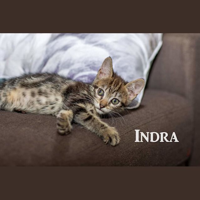Photo of Indra