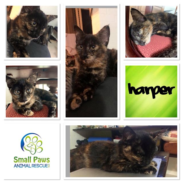 Photo of Harper