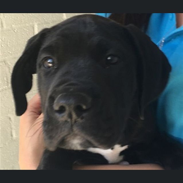 Photo of Hank
