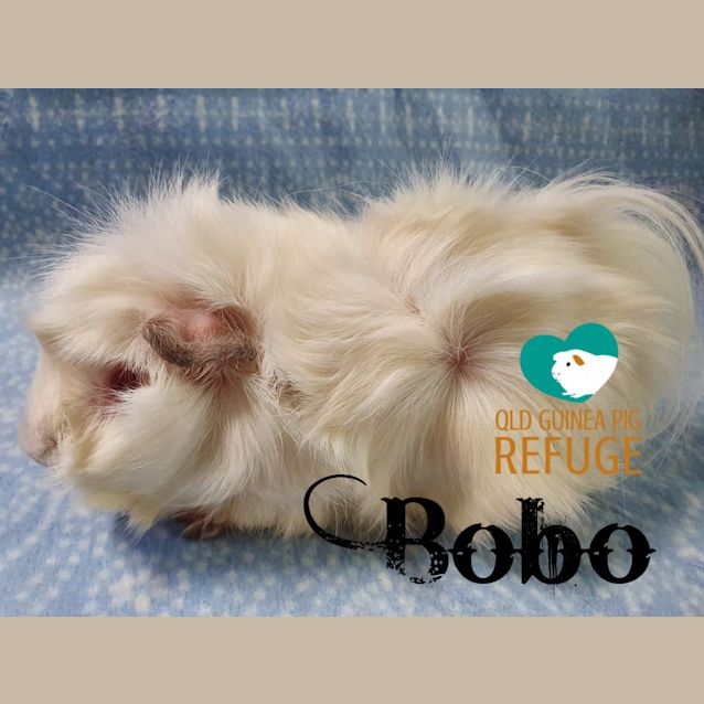 Photo of Bobo (Desexed Male)
