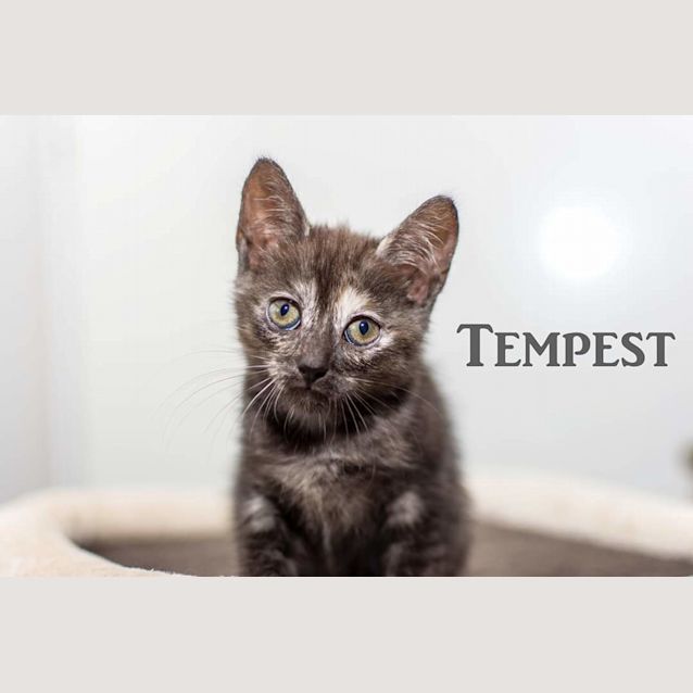 Photo of Tempest
