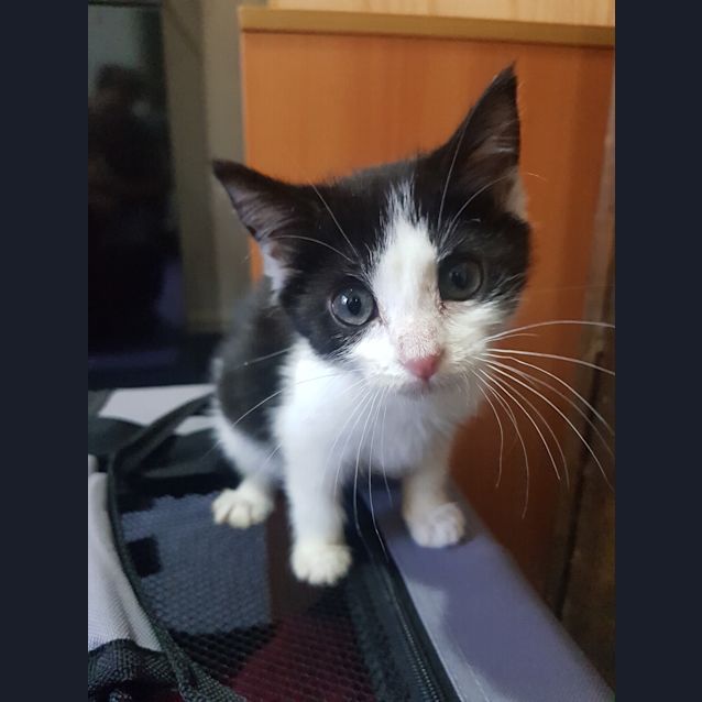 Photo of Willow   Available End Of March