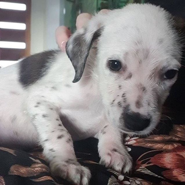 Photo of Harley