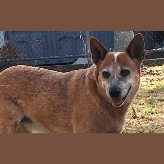 Photo of Red Dog