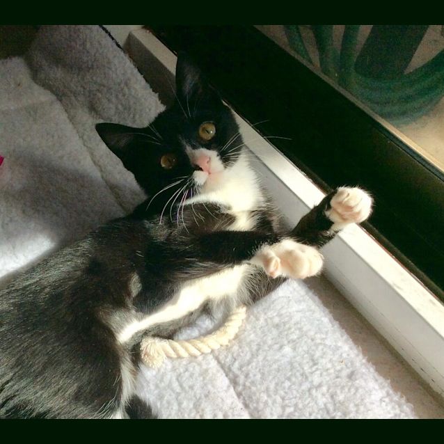 Photo of Bella