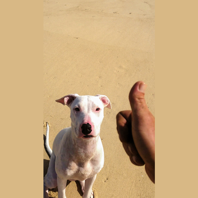 Photo of Jasper 