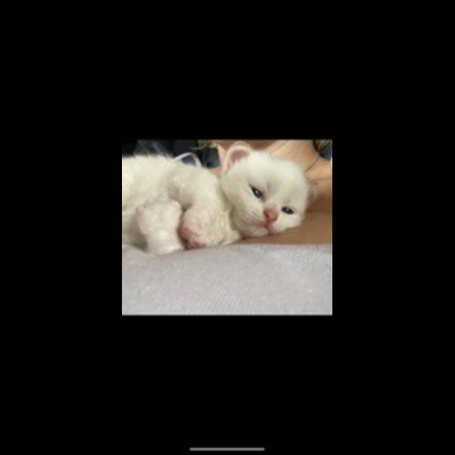 Photo of Gizmo