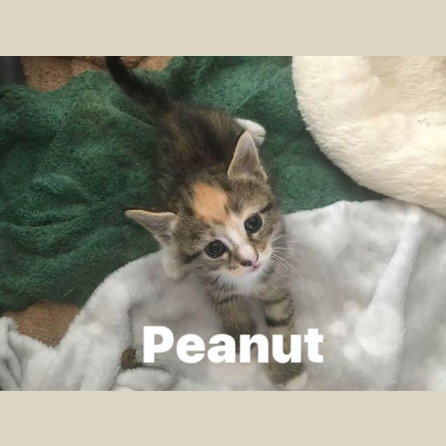 Photo of Peanut
