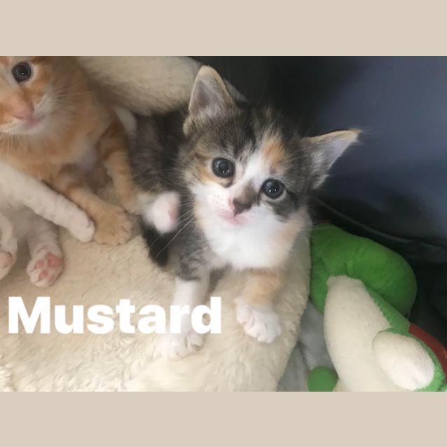 Photo of Mustard