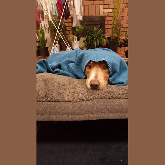 Photo of Buddy