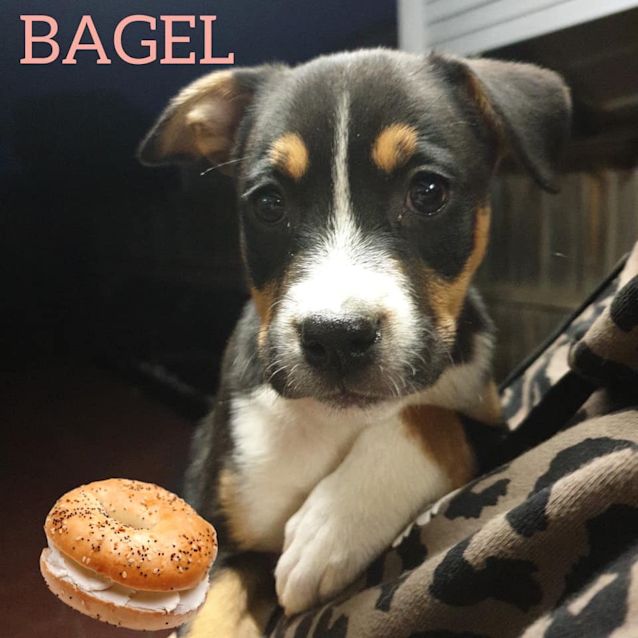 Photo of Bagel 