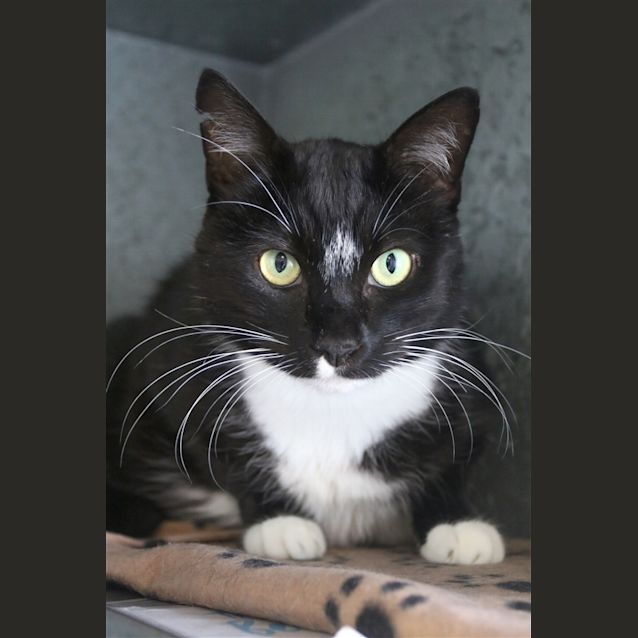 Photo of Kitty Boy