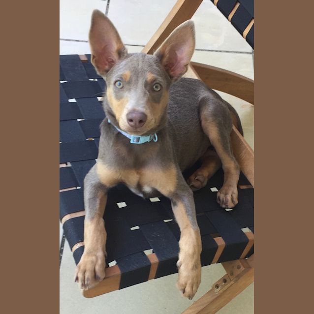 Photo of Izzy 
