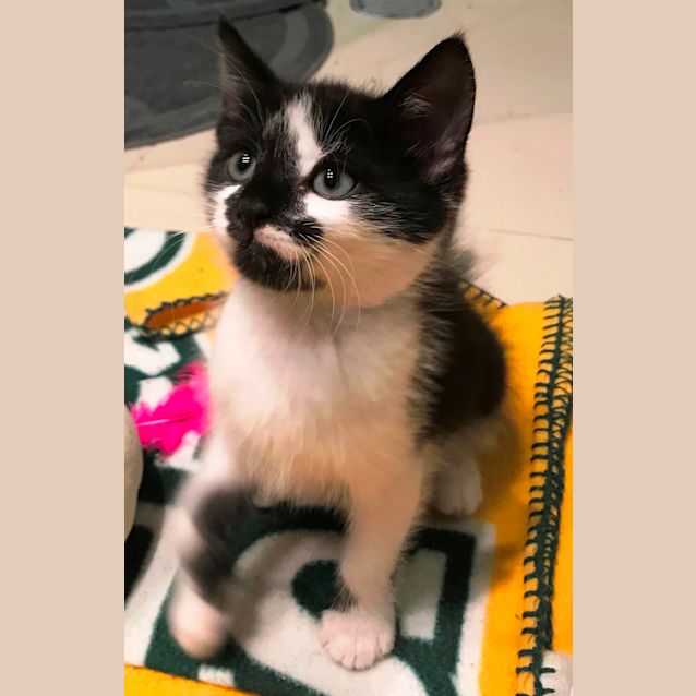Photo of Oreo