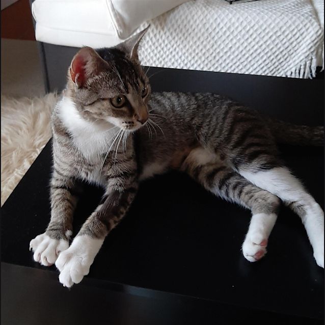 Photo of Nala